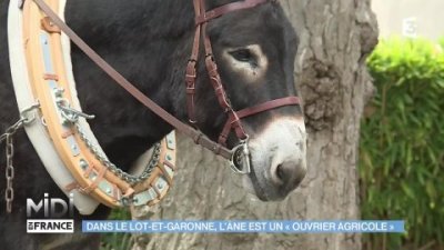 Impossible de lire la video