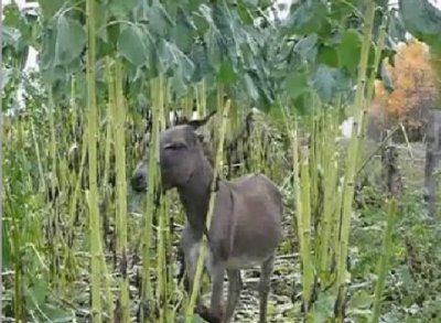 Impossible de lire la video