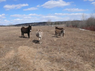 <p>Au Val Ã l'Ã¢ne</p>
